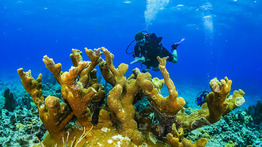 Florida Keys Coral Reef
