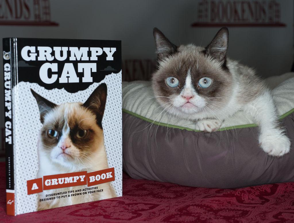 Grumpy Cat