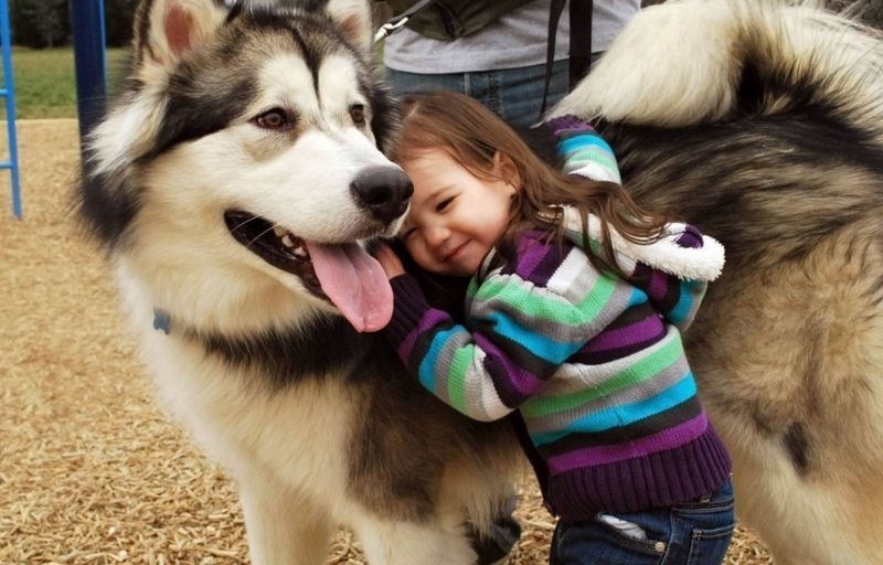 Hugs For The Huskies