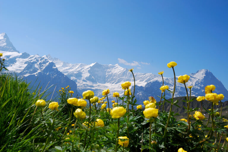 Meadow With Flowers In Swiss Alps