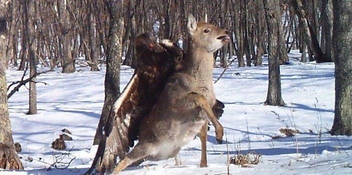 A Poor Deer