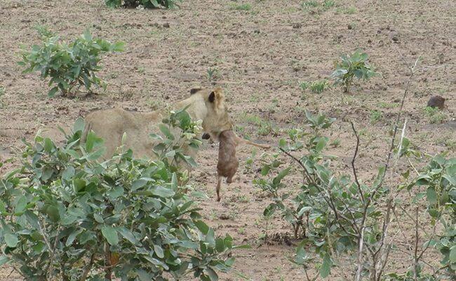 They Continue Walking