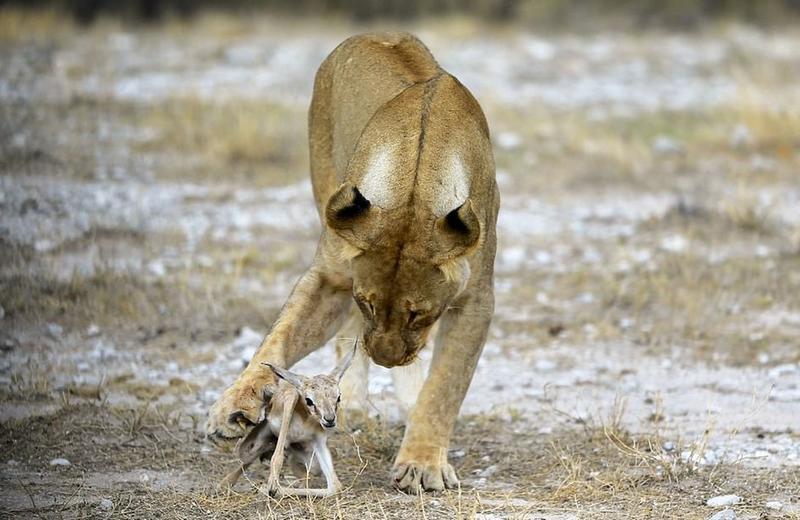 The Small Antelope