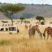 Safari Trip