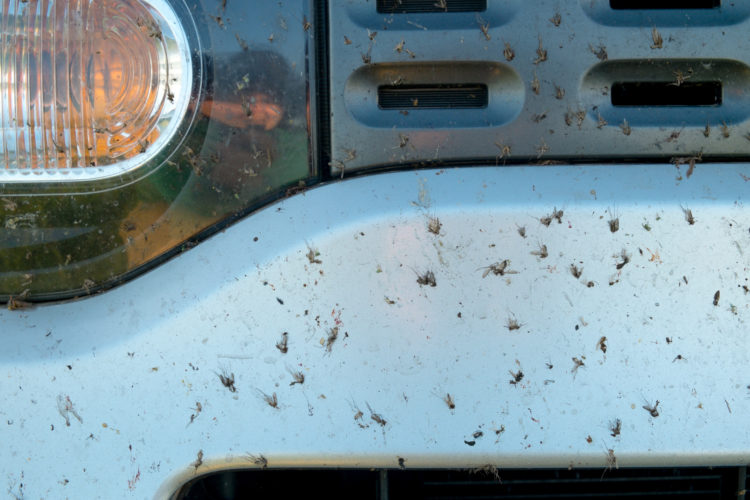 Remove Dead Bugs from Your Car