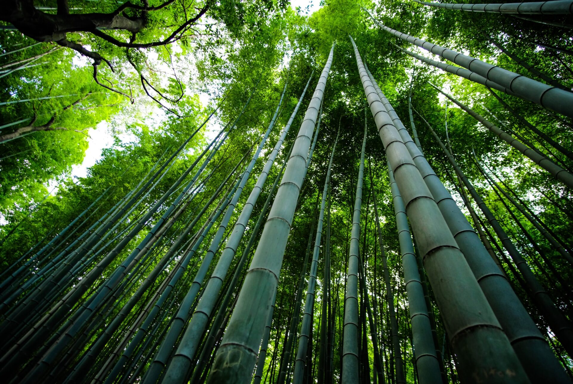 Bamboo Torture