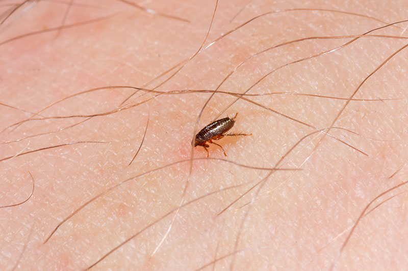 A Little Flea Bites On A Human