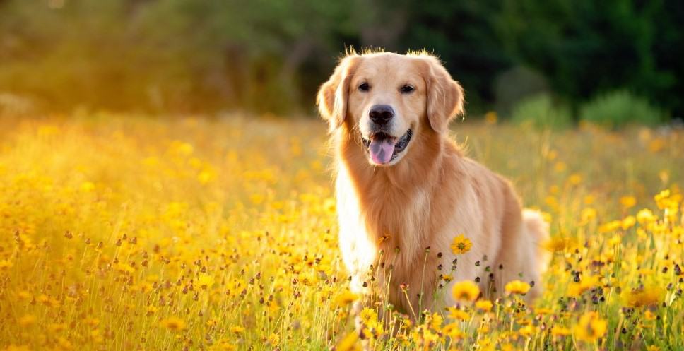 Golden Retriever