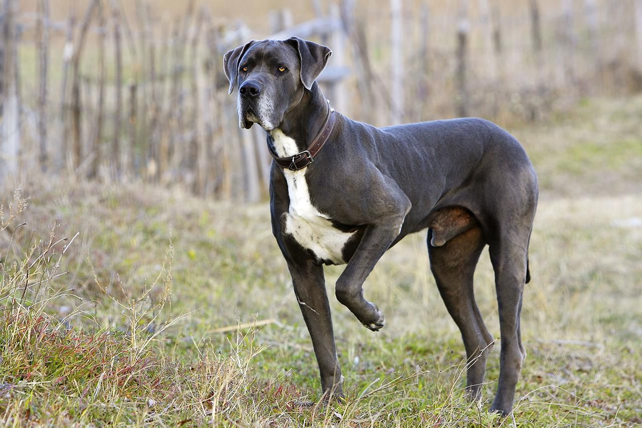 Great Dane