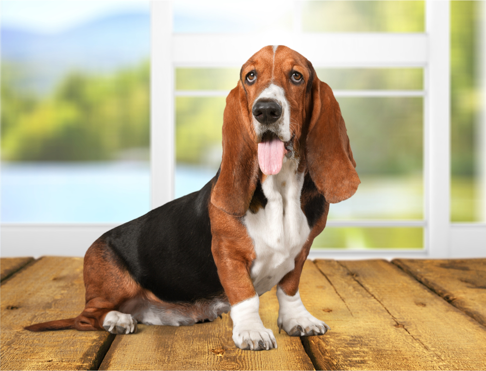 Basset,Hound,Dog