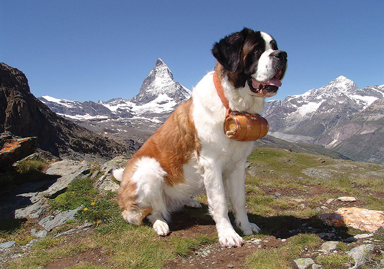 St. Bernard