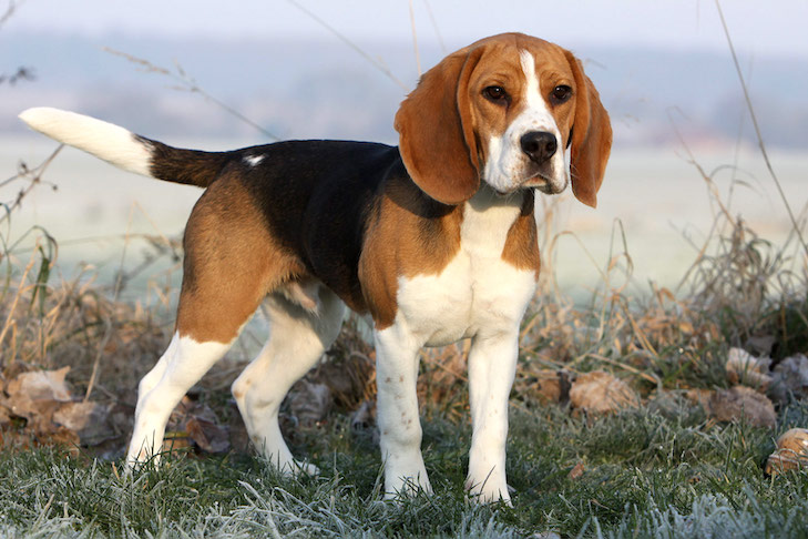 Beagle