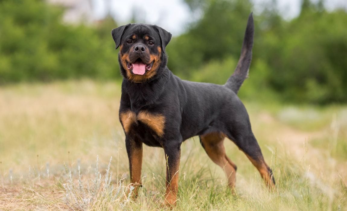 Rottweiler