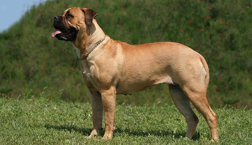 English Mastiff