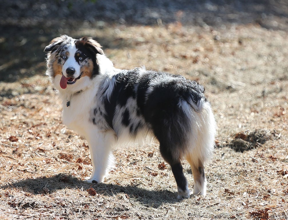 Australian Shepherd