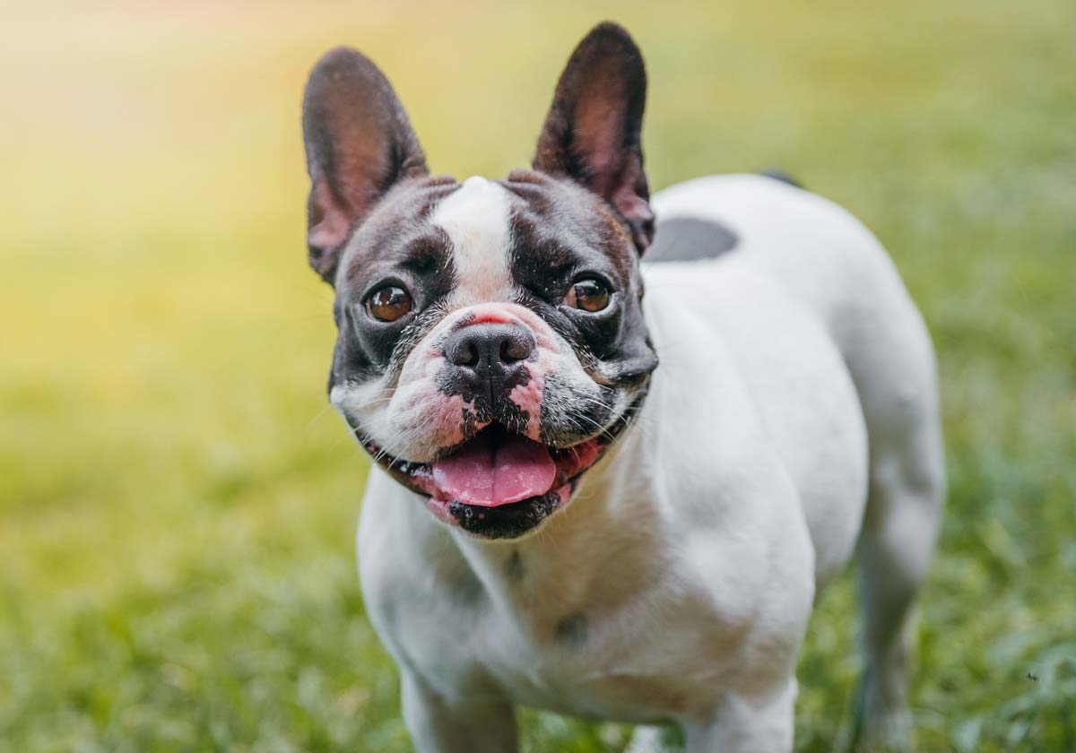 French Bulldog