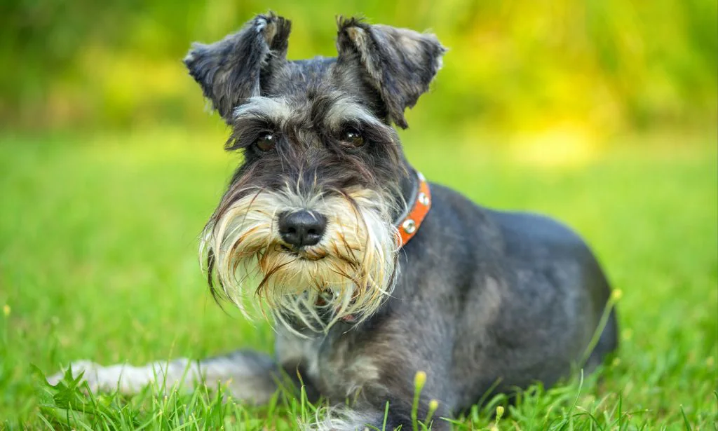 Schnauzer