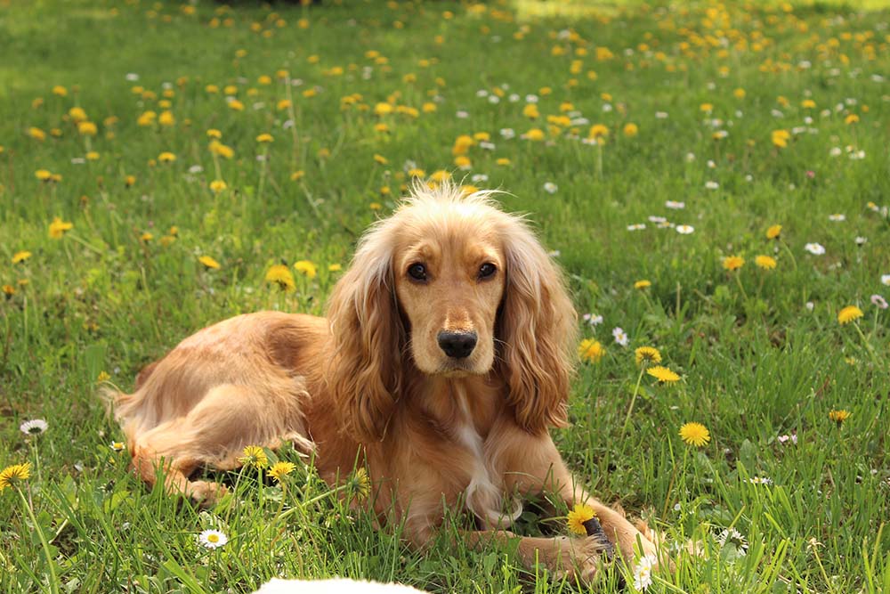 Cocker Spaniel