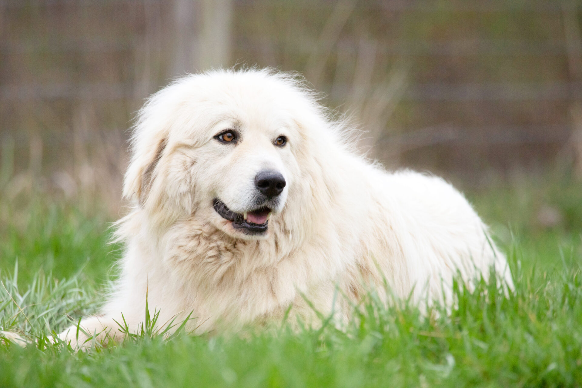 Great Pyrenees Dog