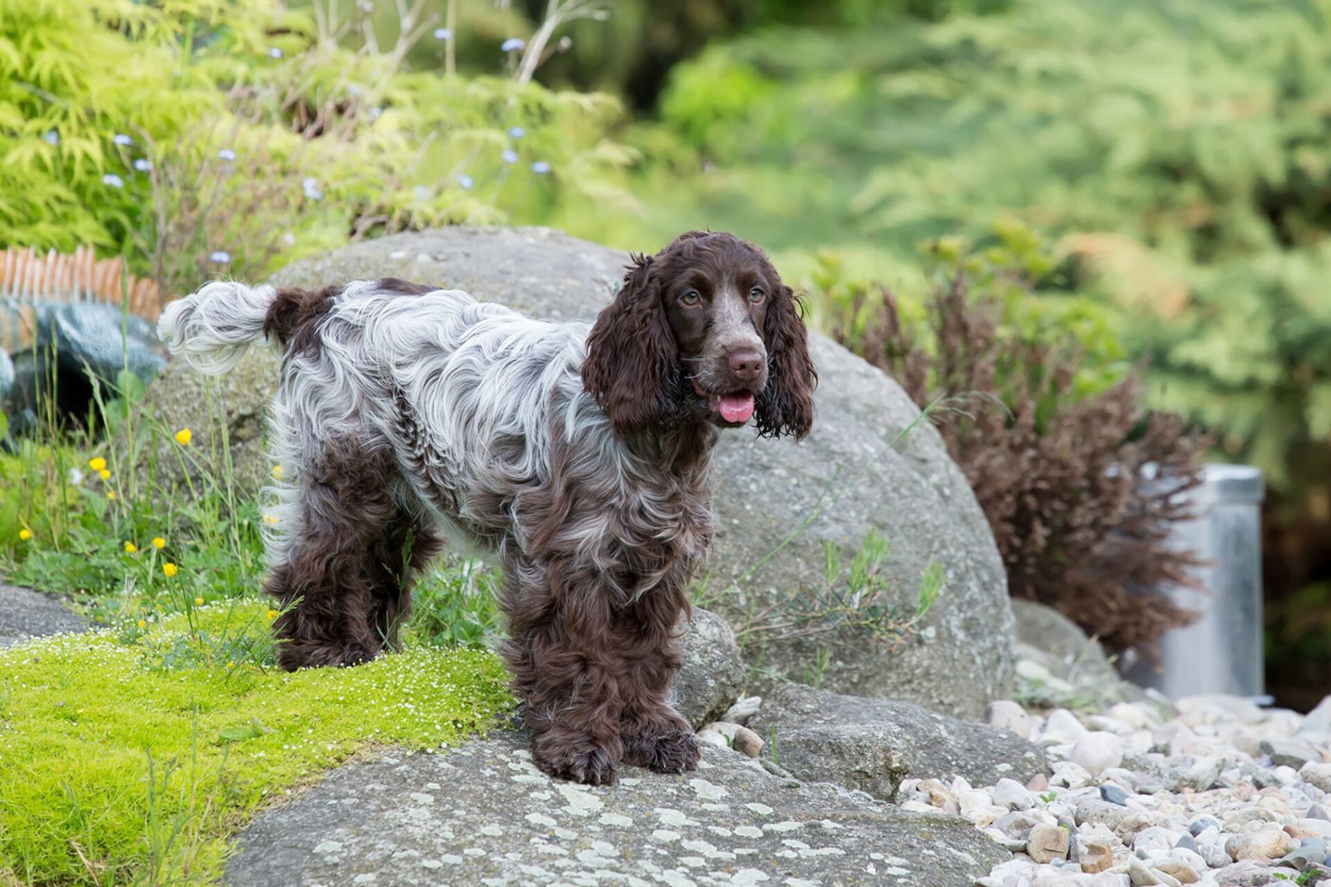 English Cocker Spaniel