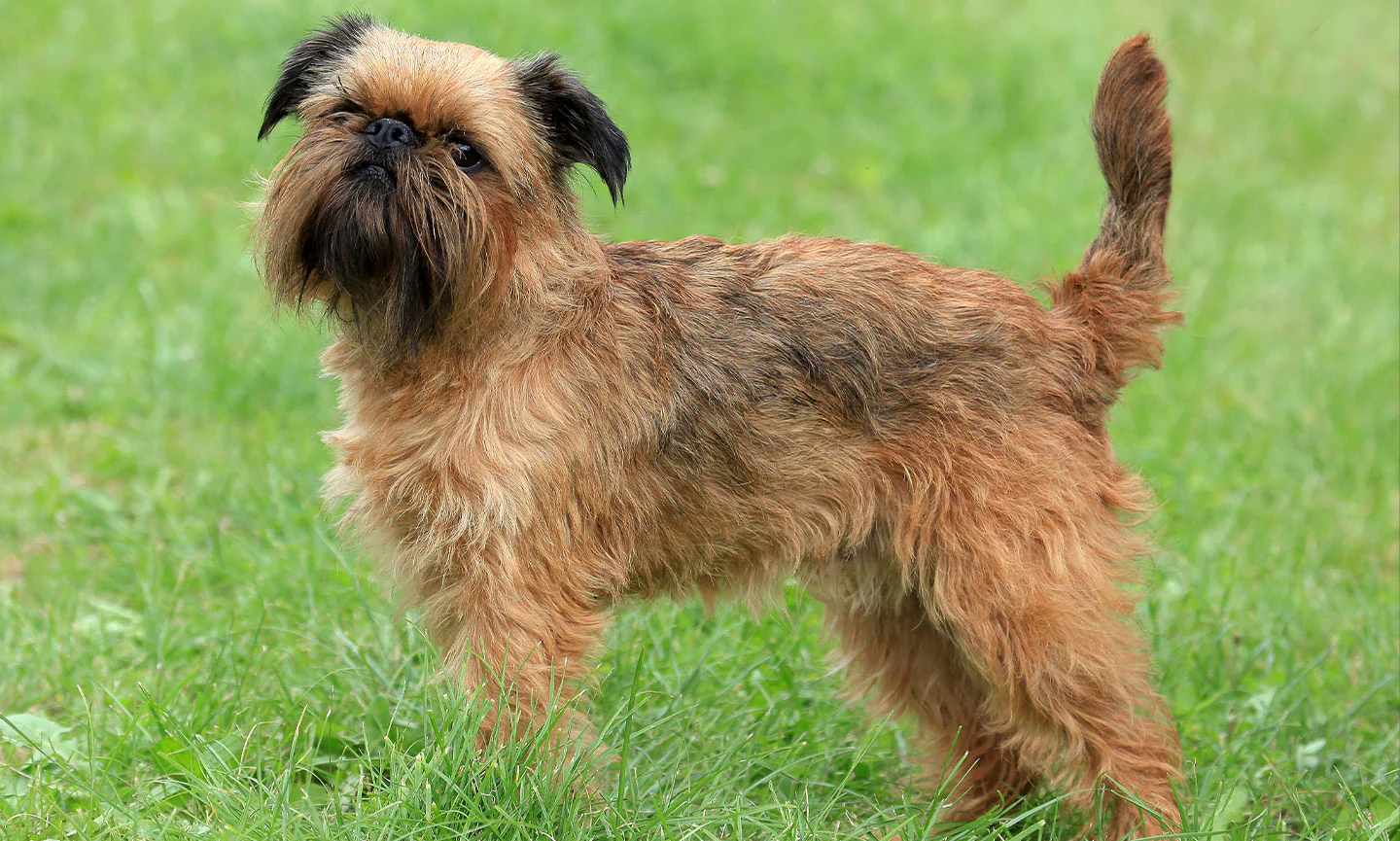 Brussels Griffon